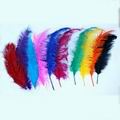 Ostrich Feather
